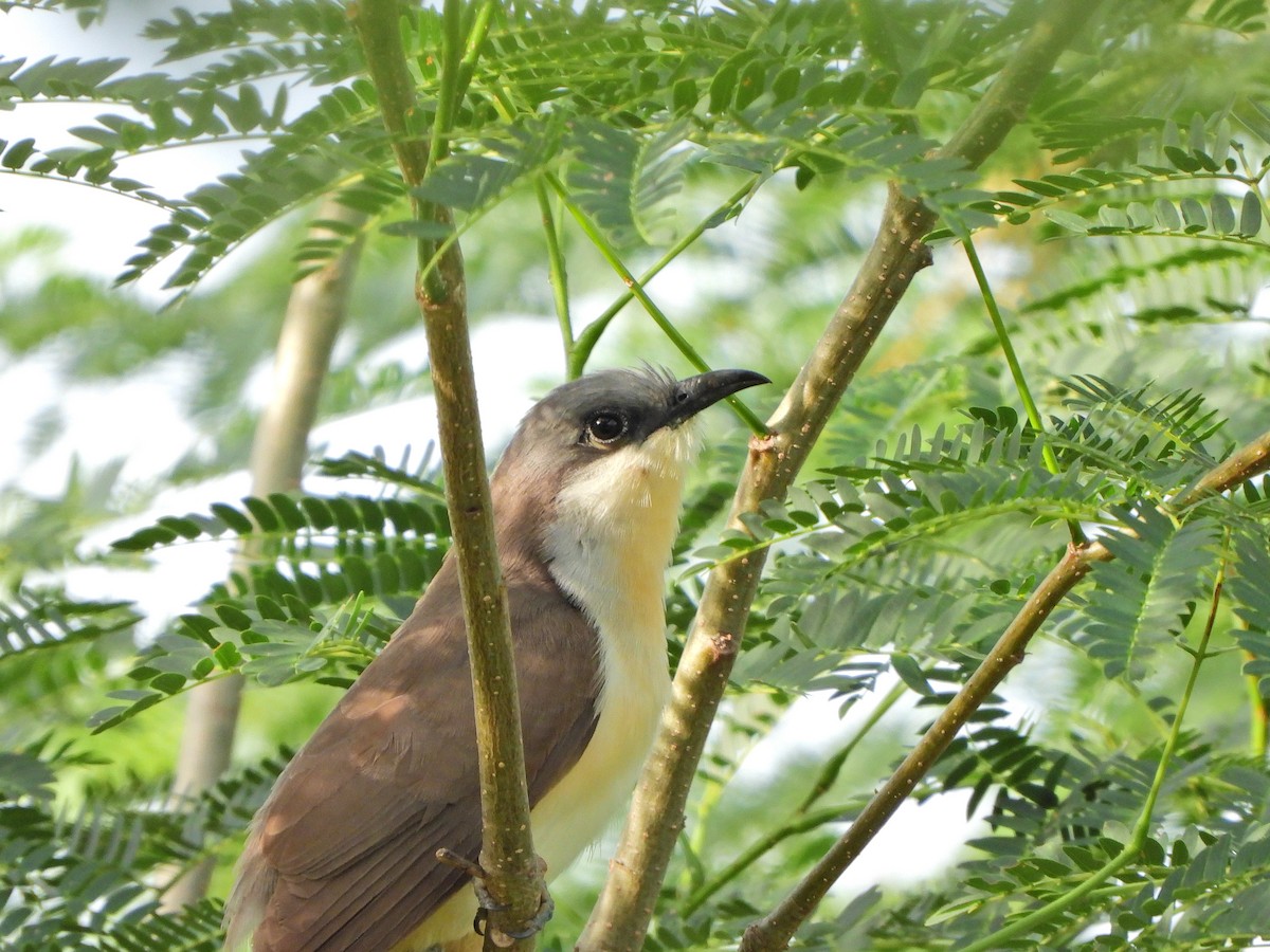 Галапагосская пиайя - ML646111830