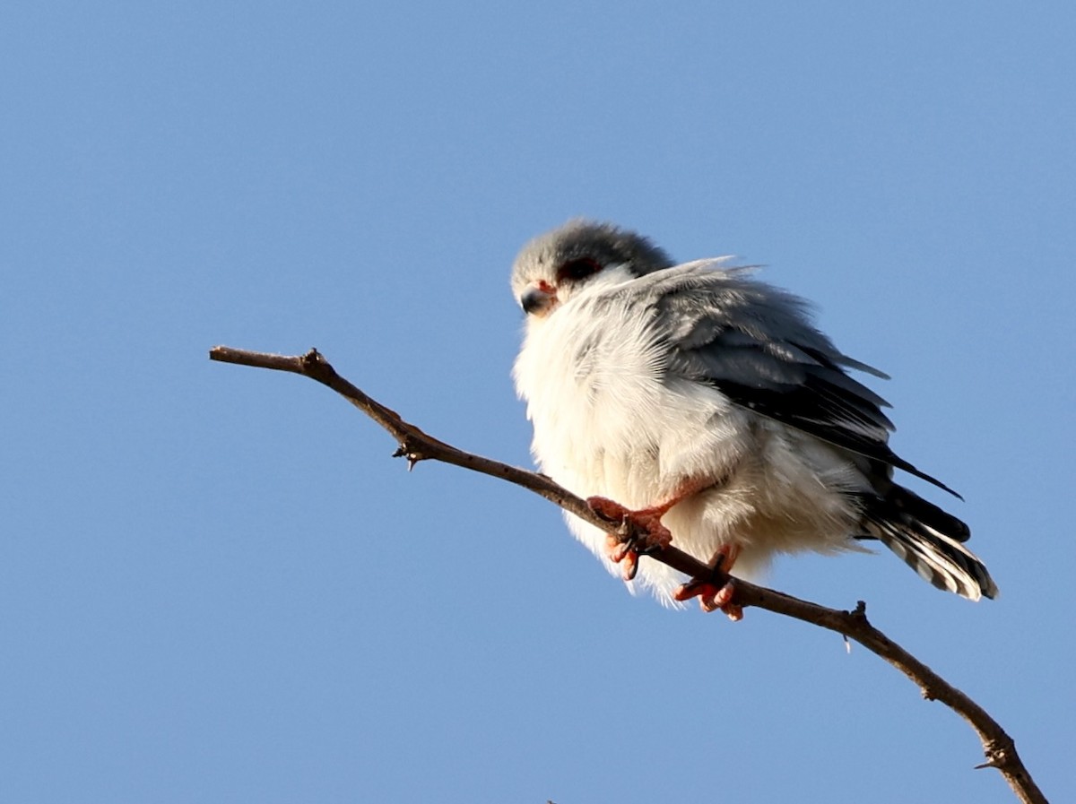 Pygmy Falcon - ML646111834