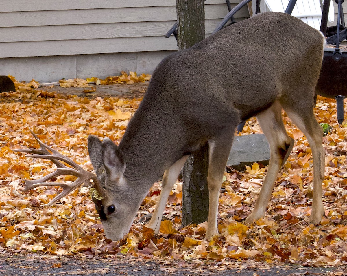 Mule Deer - ML646111837