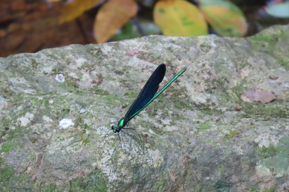 Formosan Jewelwing - ML646111838