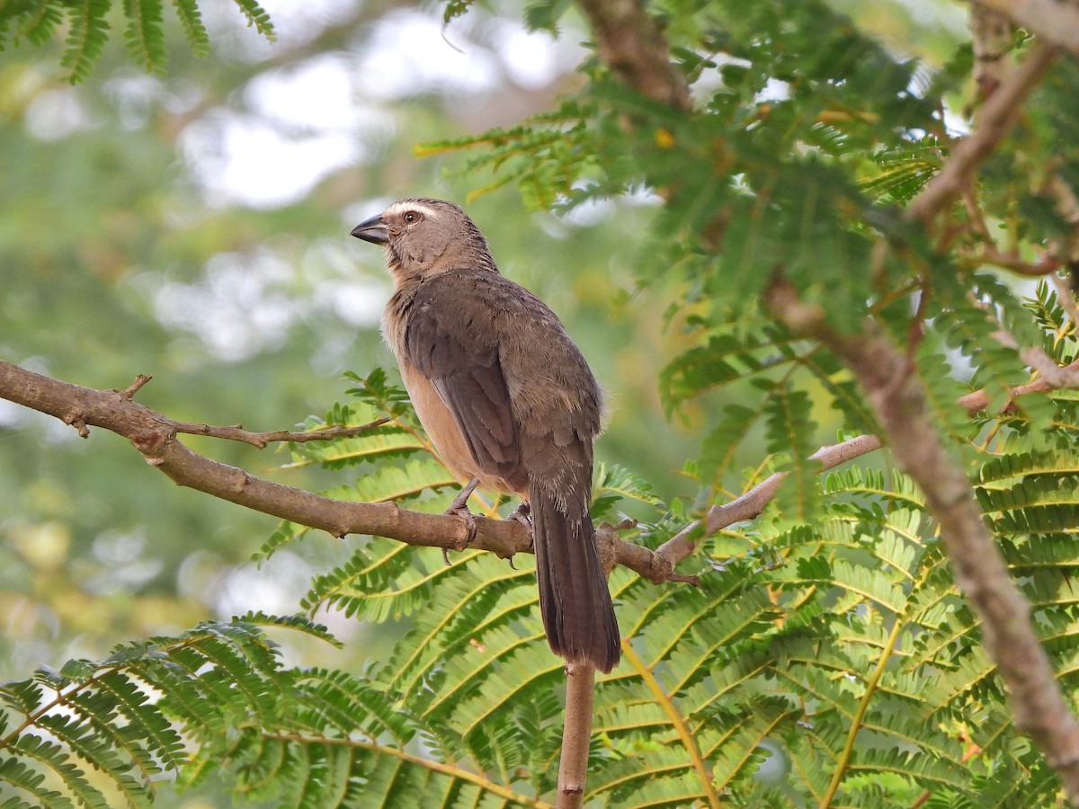 Bluish-gray Saltator - ML646111839