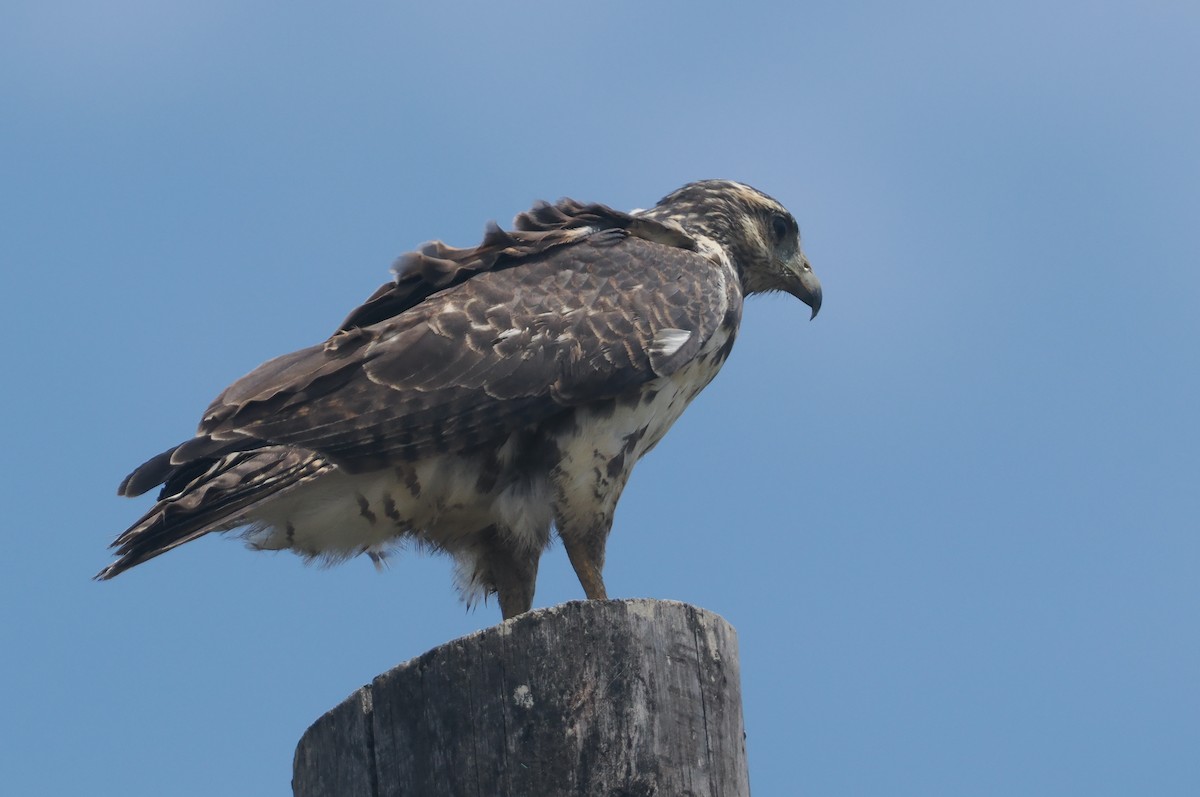 Kızıl Yengeç Şahini - ML646111840