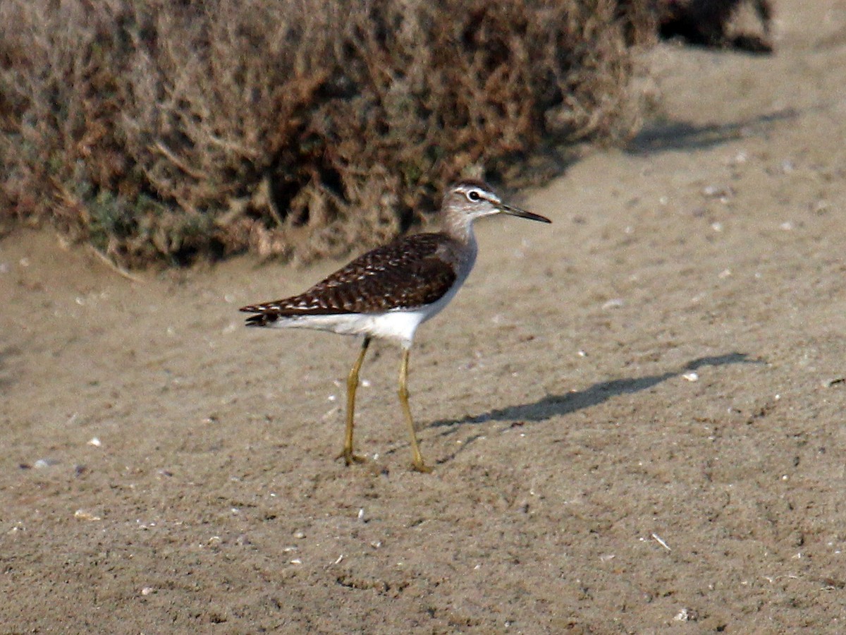 vodouš bahenní - ML646111843