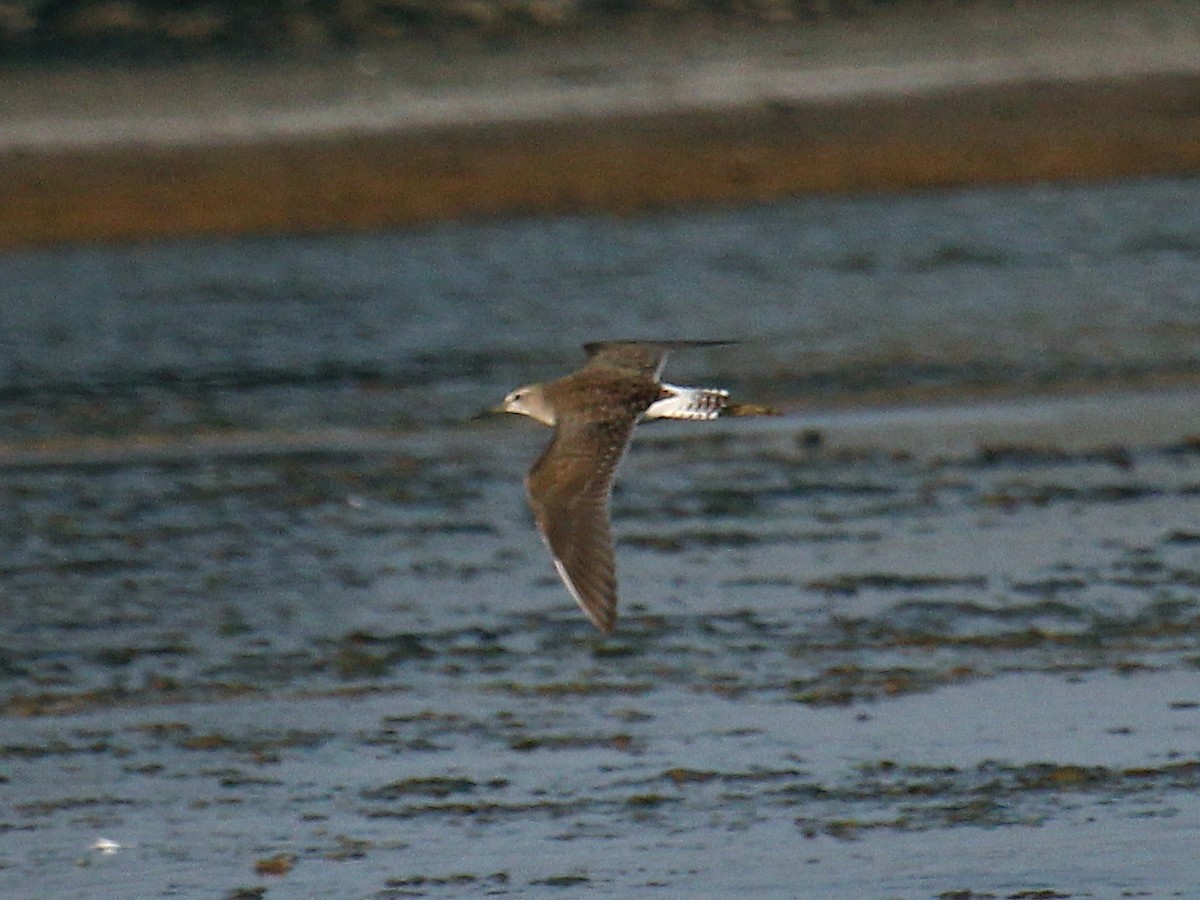 vodouš bahenní - ML646111844