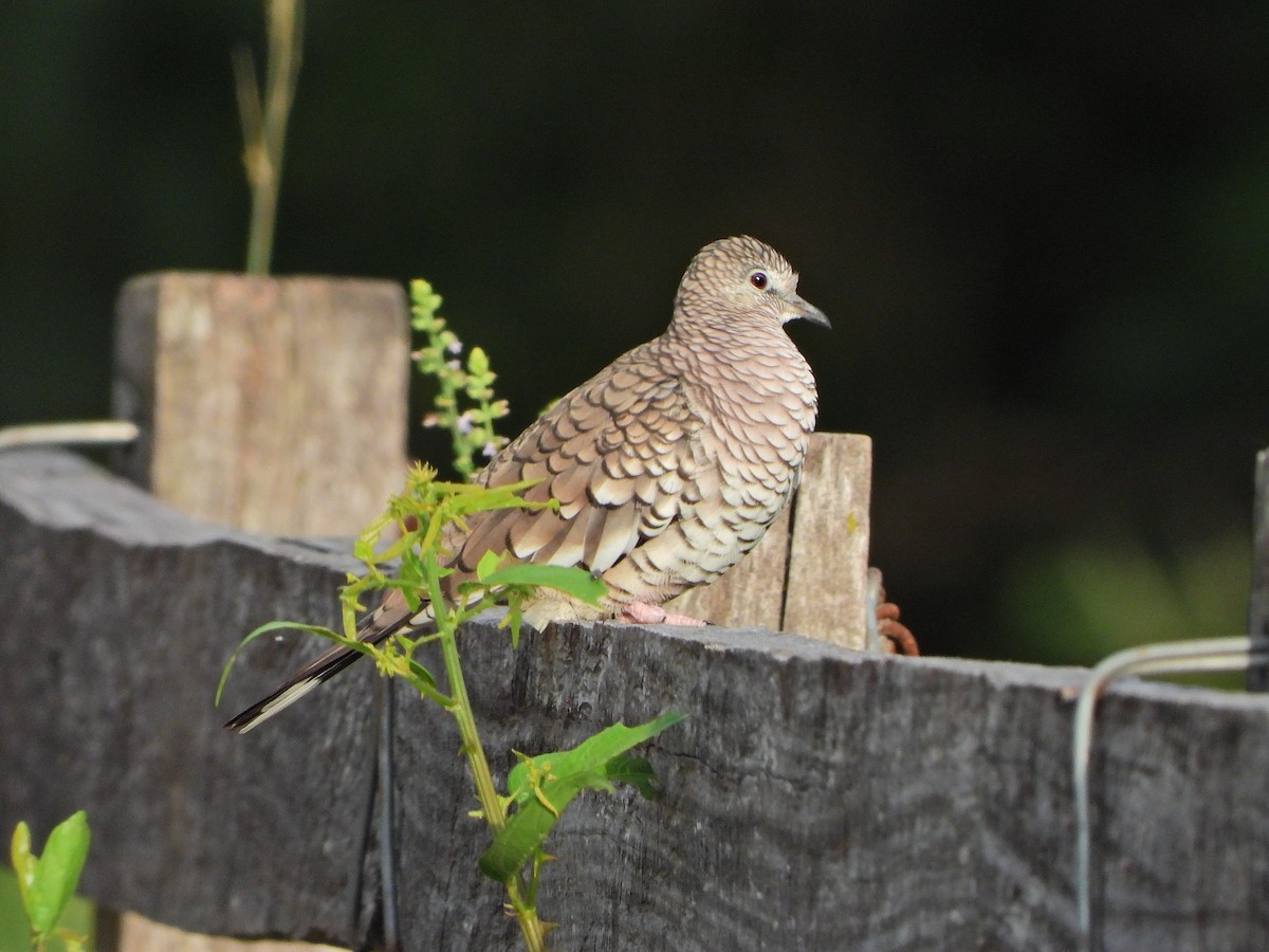 Scaled Dove - ML646111845