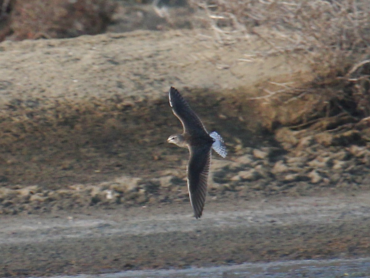 vodouš bahenní - ML646111846