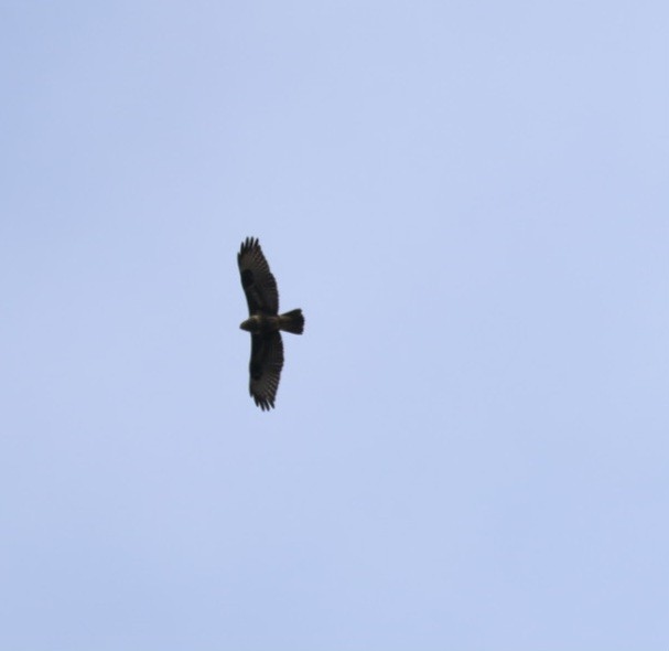 歐亞鵟 - ML646111847