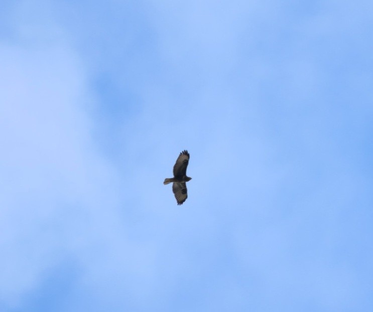 歐亞鵟 - ML646111849