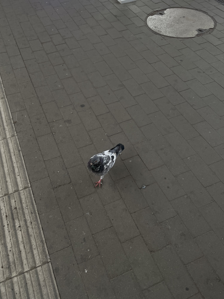 יונת בית - ML646111851