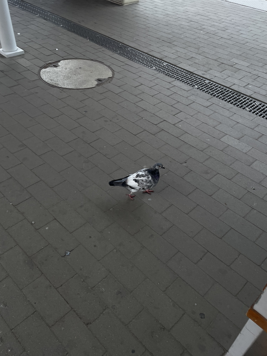 יונת בית - ML646111852