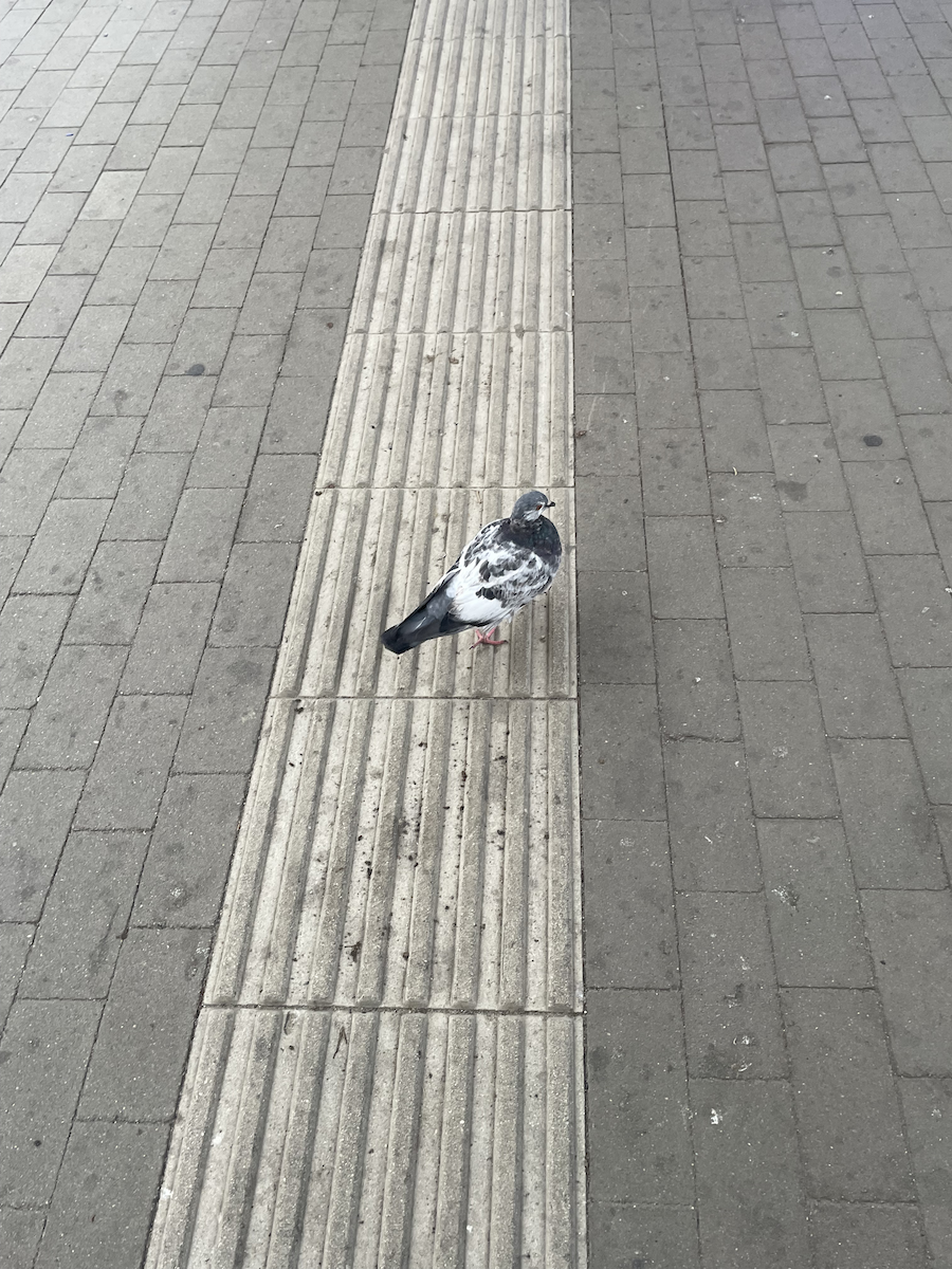 יונת בית - ML646111853