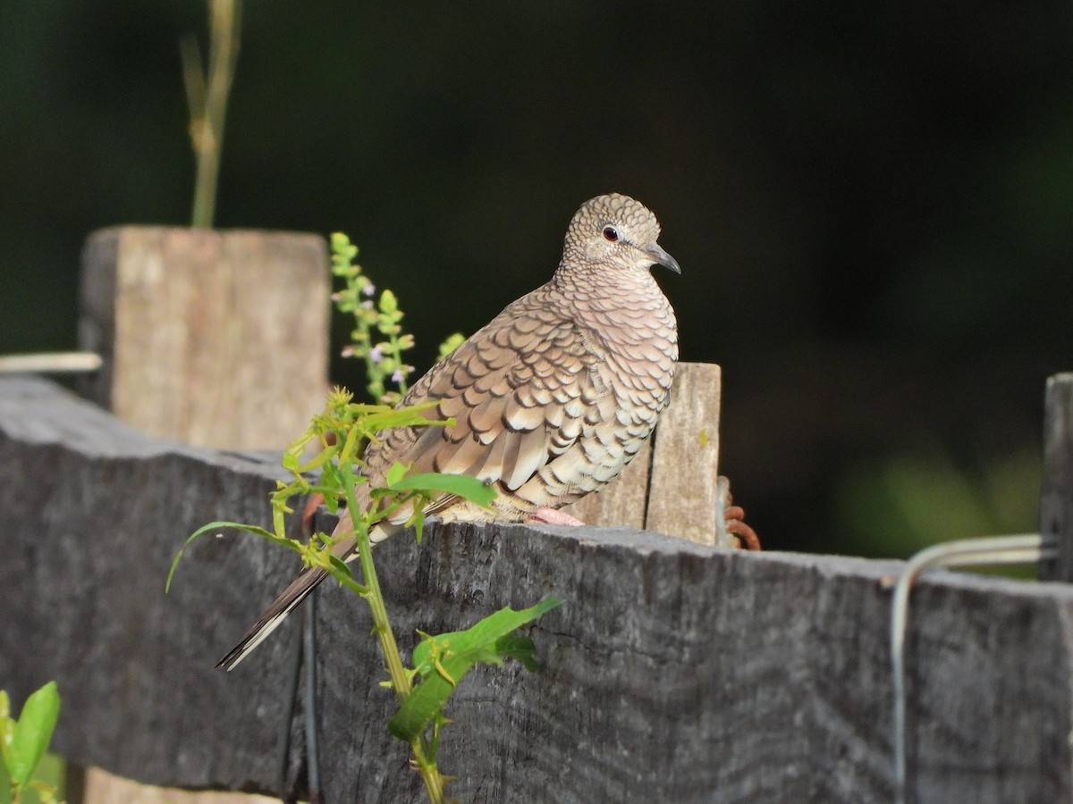 Scaled Dove - ML646111855