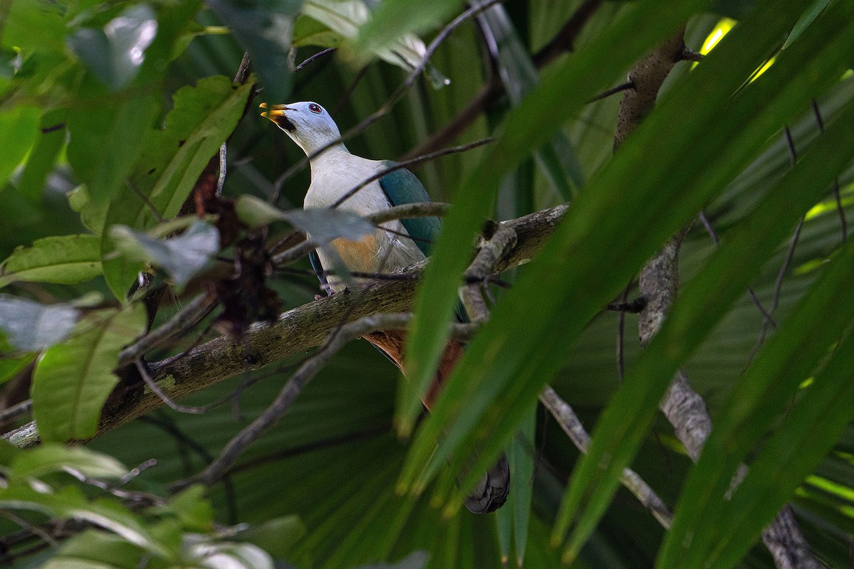 Ptilope à mentonnière - ML646111864