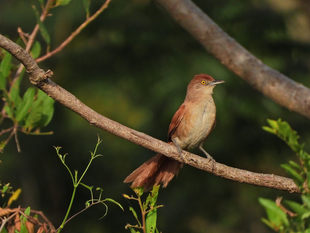 Greater Thornbird - ML646111870