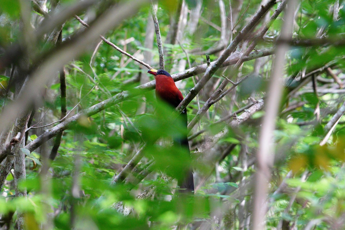 Buntschnabelkuckuck - ML646111871