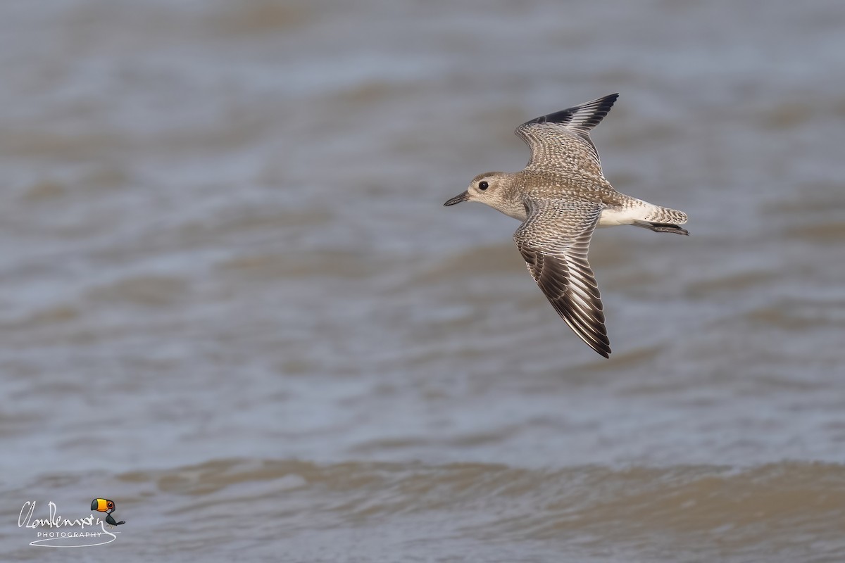 Black-bellied Plover - ML646111876