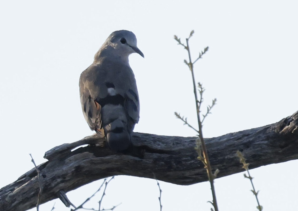 Emerald-spotted Wood-Dove - ML646111881