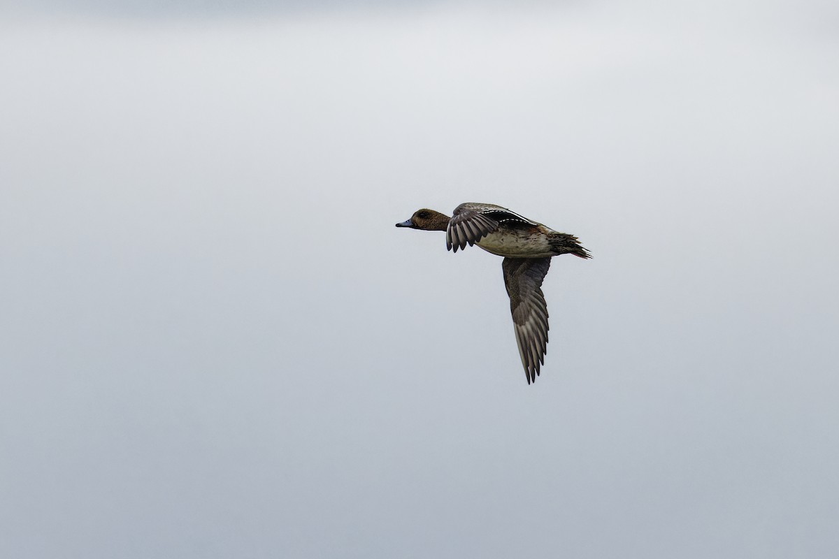 Eurasian Wigeon - ML646111882