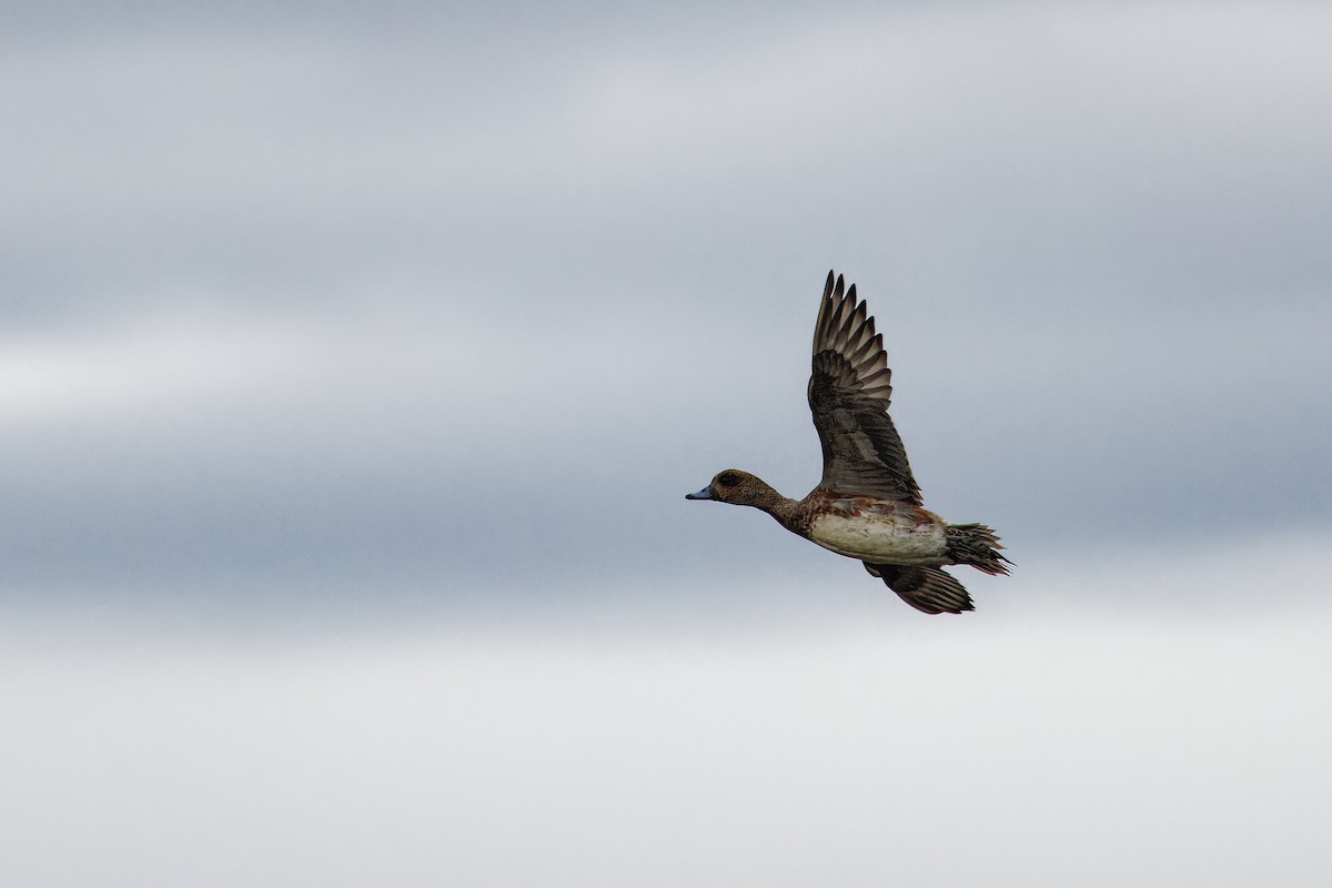 Eurasian Wigeon - ML646111883