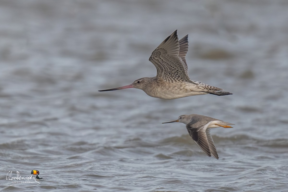 Bar-tailed Godwit - ML646111886