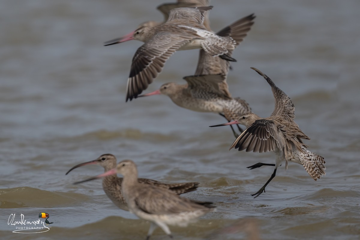 Bar-tailed Godwit - ML646111888