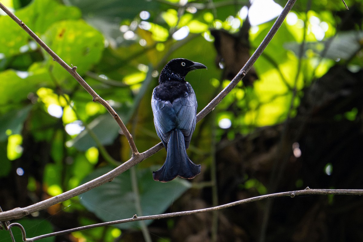 Hair-crested Drongo - ML646111889