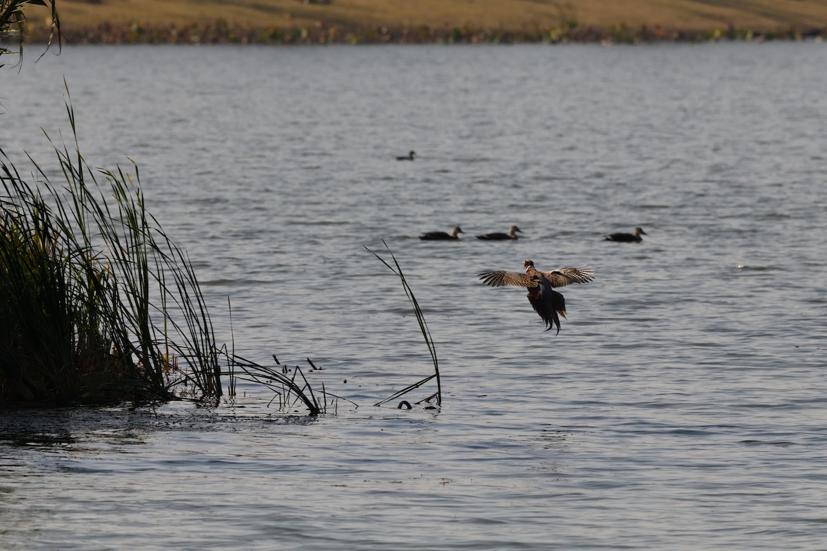 Ring-necked Pheasant - ML646111893