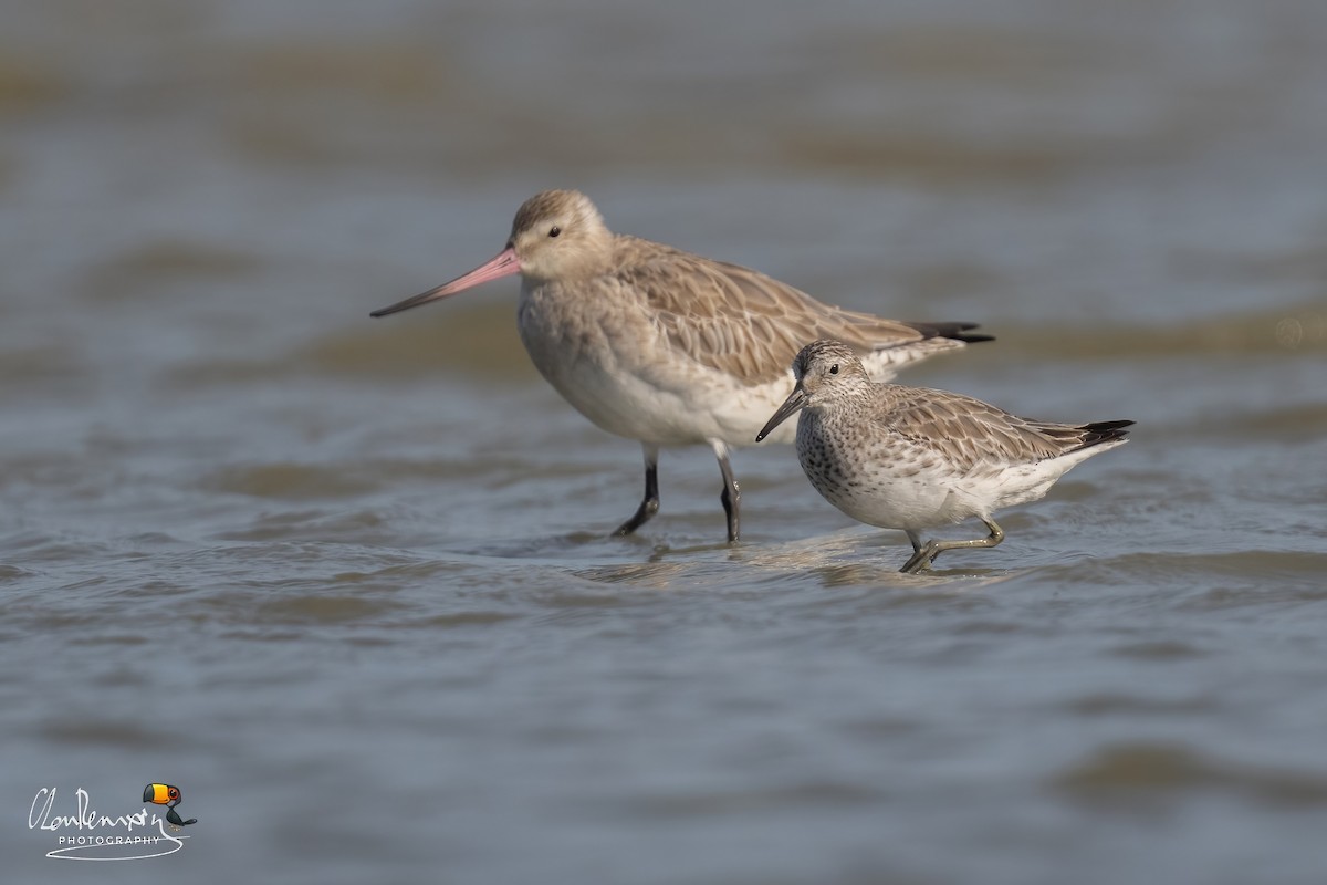 Great Knot - ML646111895