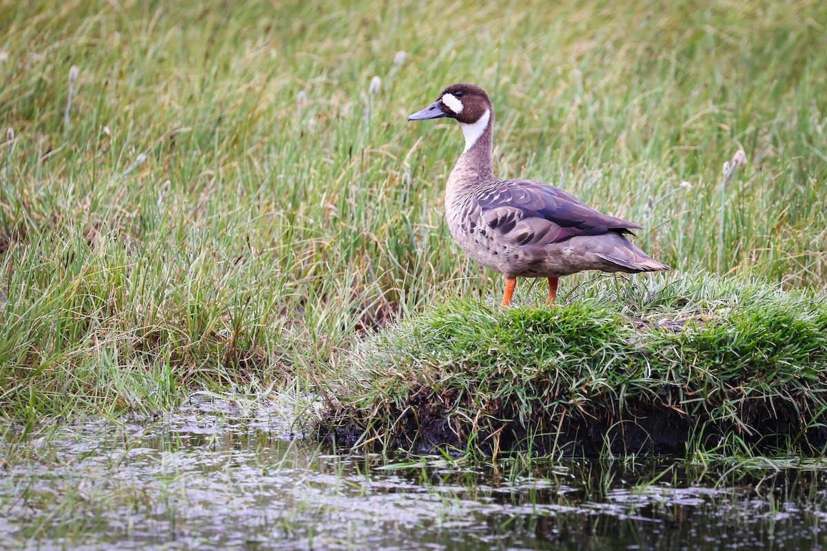 kachna bronzovokřídlá - ML646111896