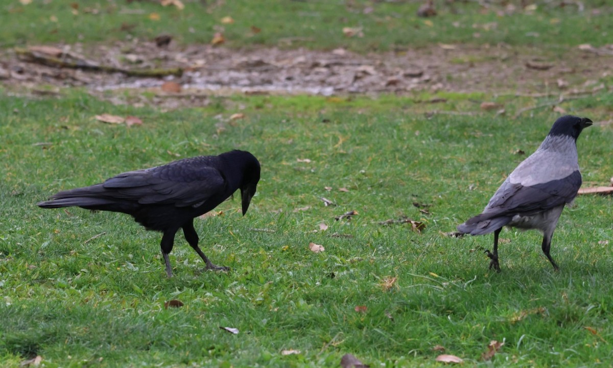 禿鼻鴉 - ML646111898