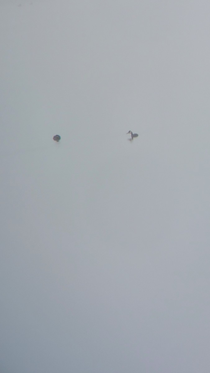 Arctic Loon - ML646111900