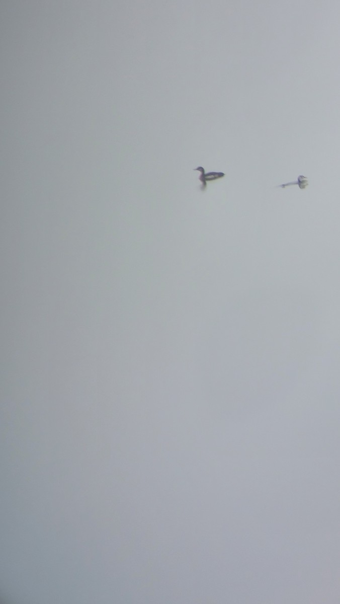 Arctic Loon - ML646111902