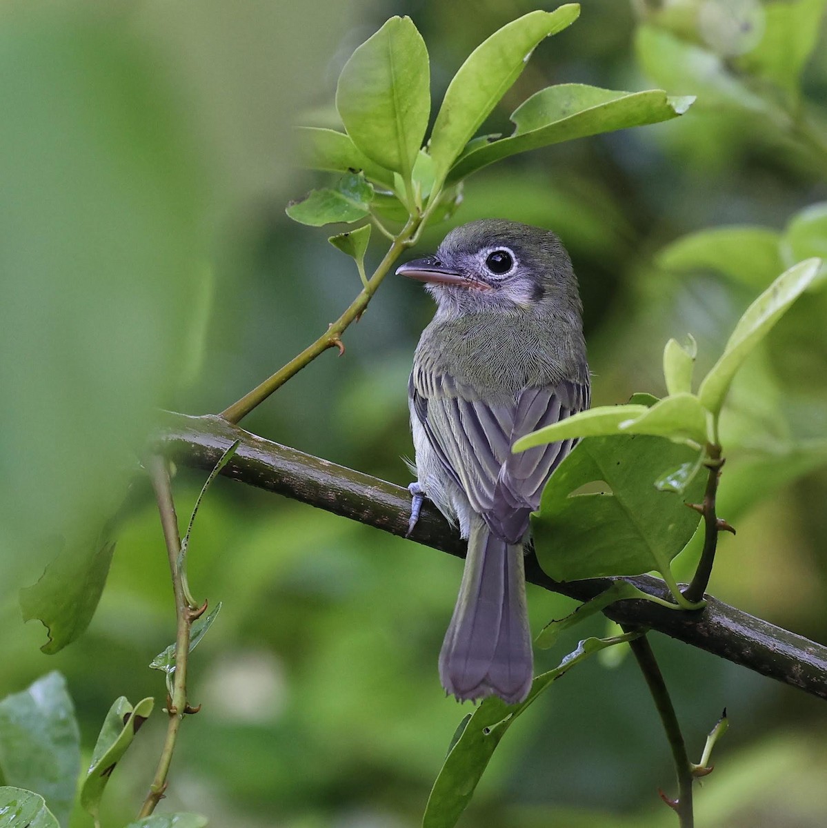 Eye-ringed Flatbill - ML646111904