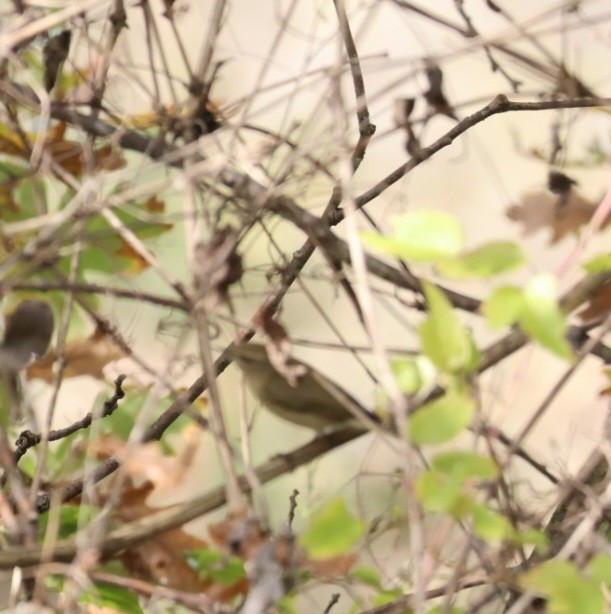 嘰喳柳鶯 - ML646111905