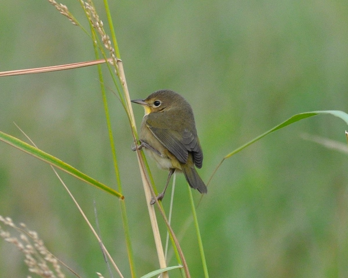Mascarita Común (grupo trichas) - ML646111906
