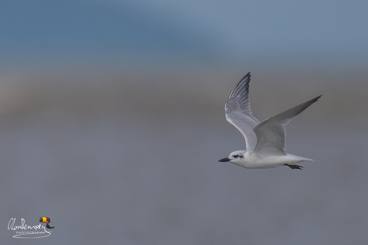 Gull-billed Tern - ML646111908