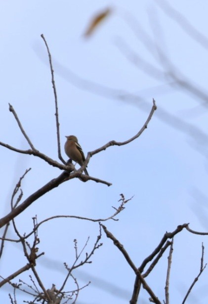 Common Chaffinch - ML646111911