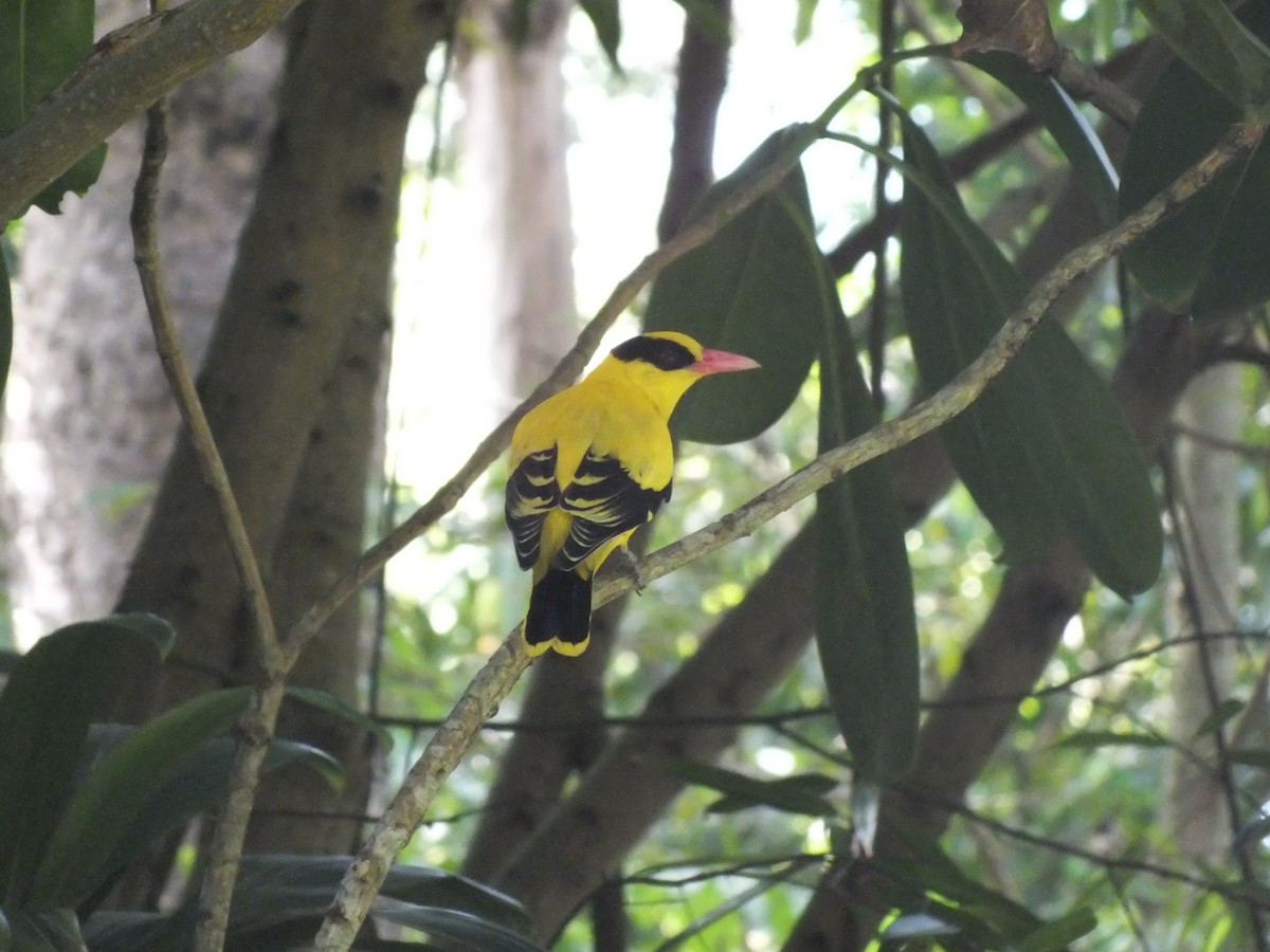 Вивільга чорноголова - ML646111912