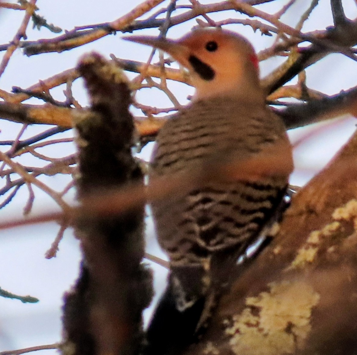 Goldspecht - ML646111914