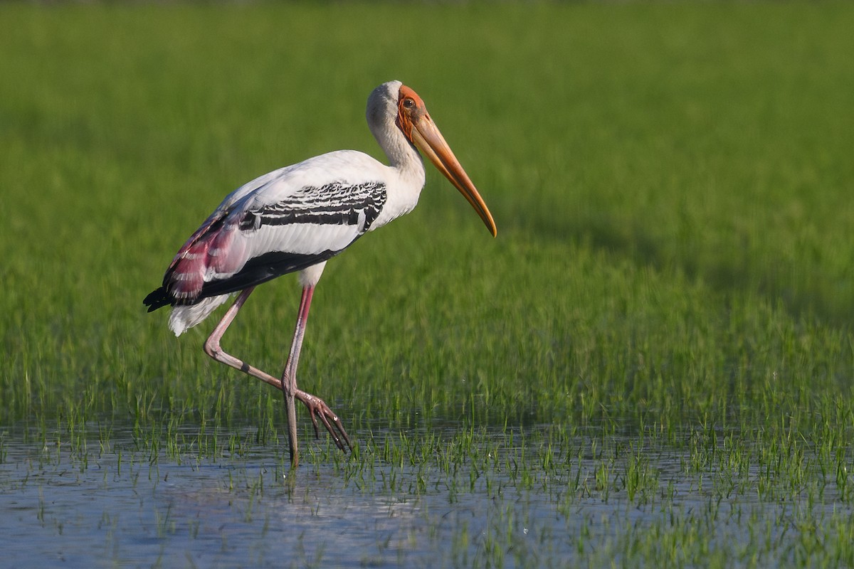 Painted Stork - ML646111916