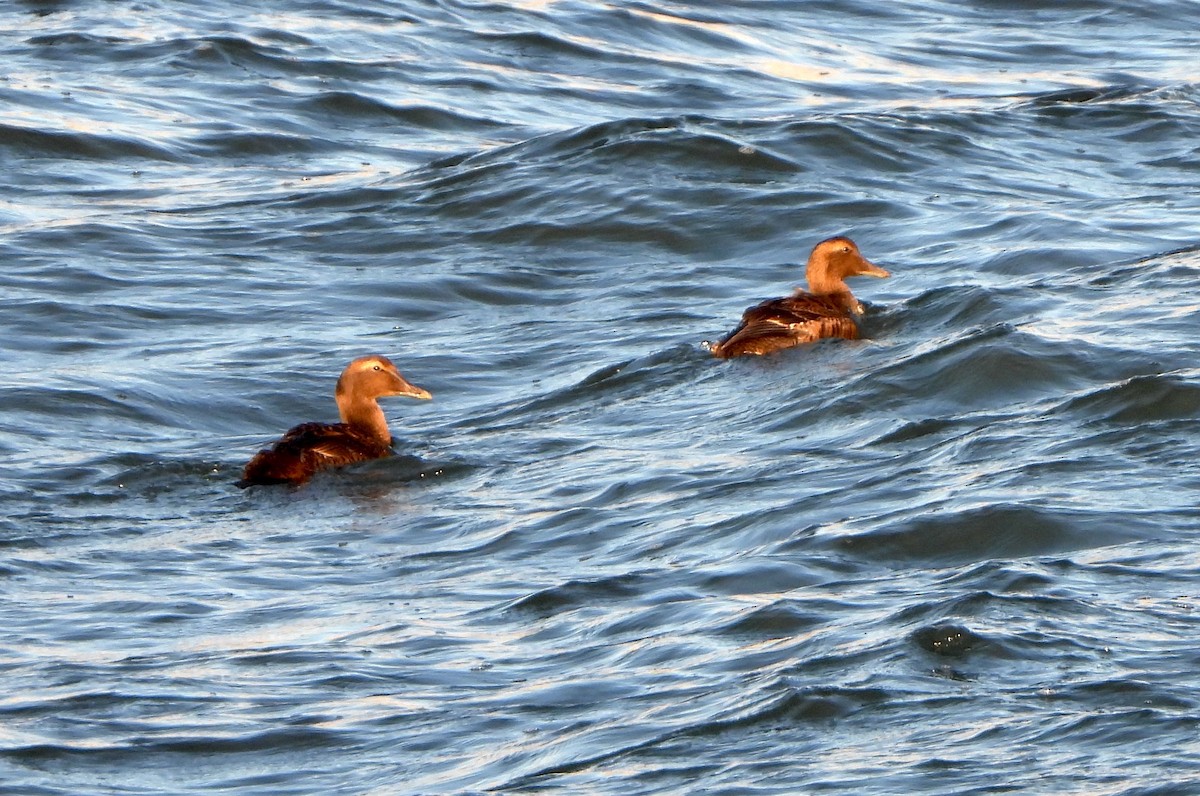 Common Eider - ML646111924