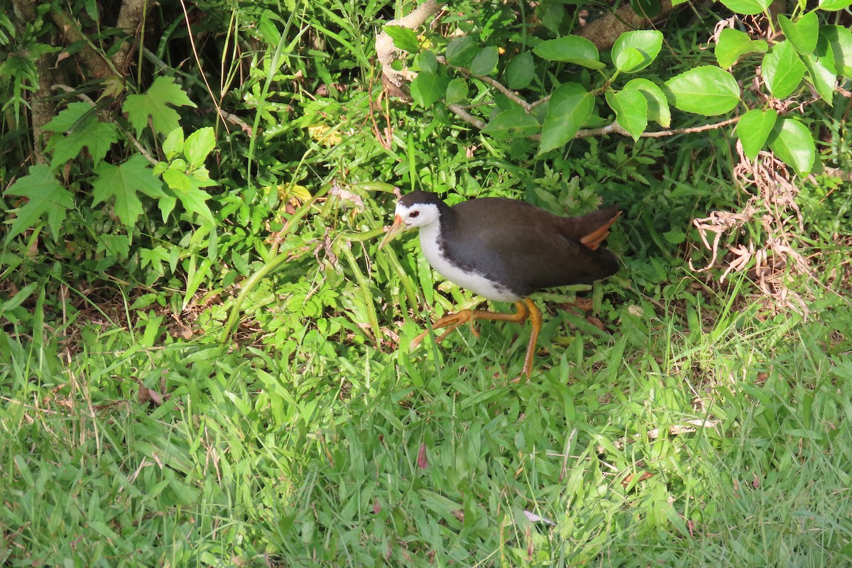 White-breasted Waterhen - ML646111926