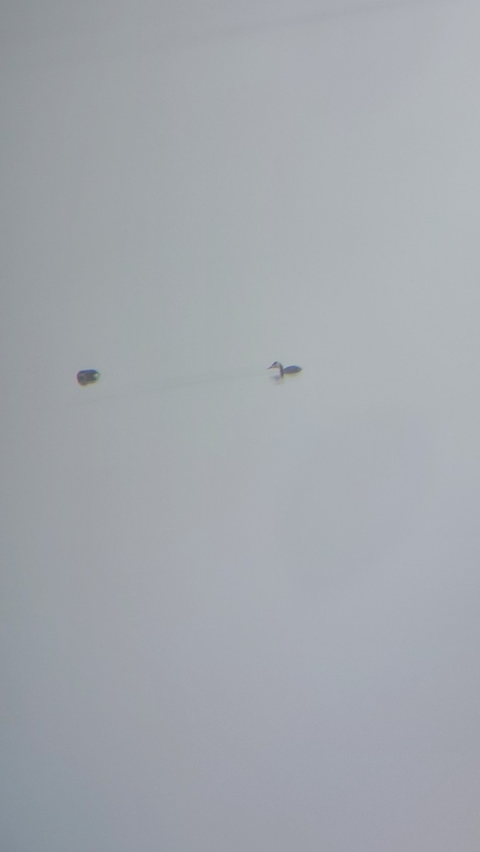 Great Crested Grebe - ML646111928