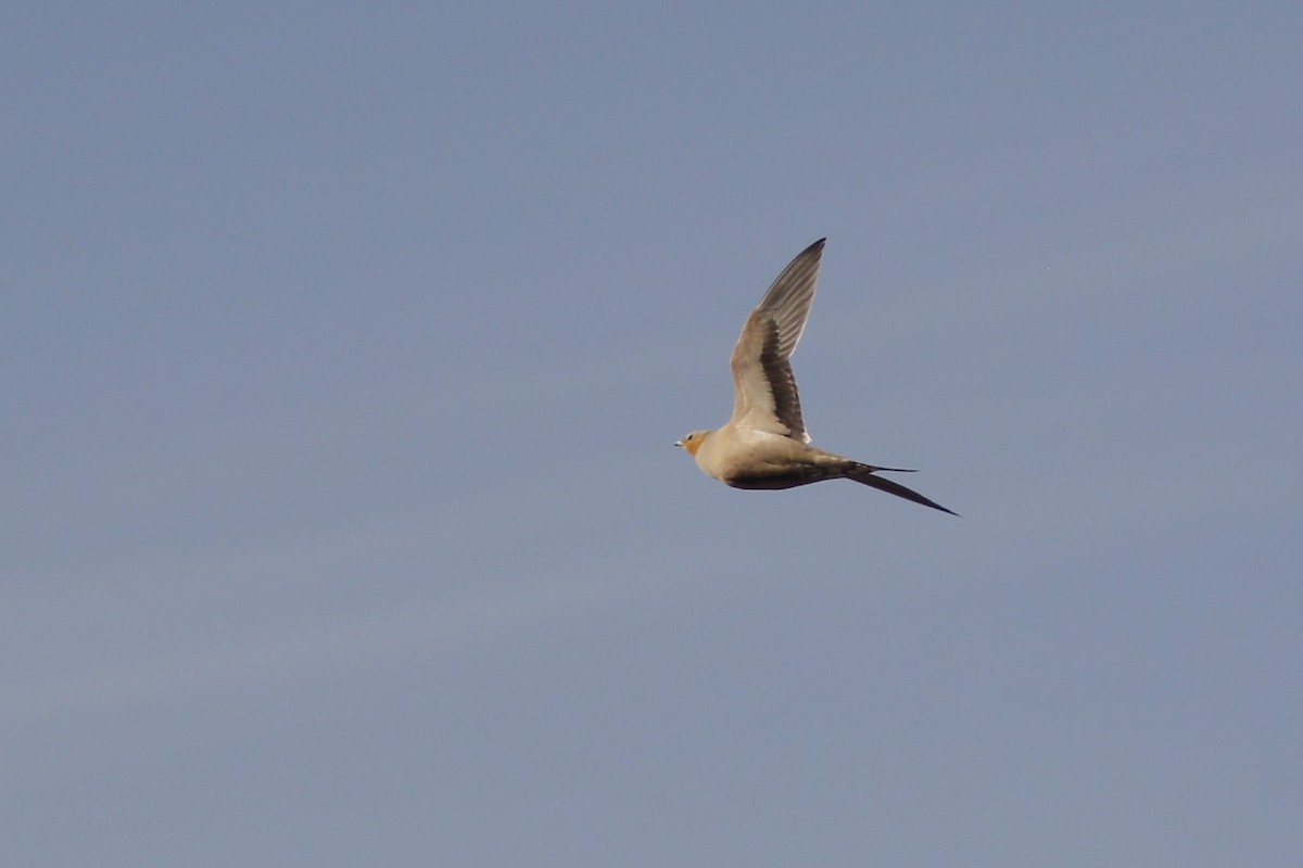 Spotted Sandgrouse - ML646111929