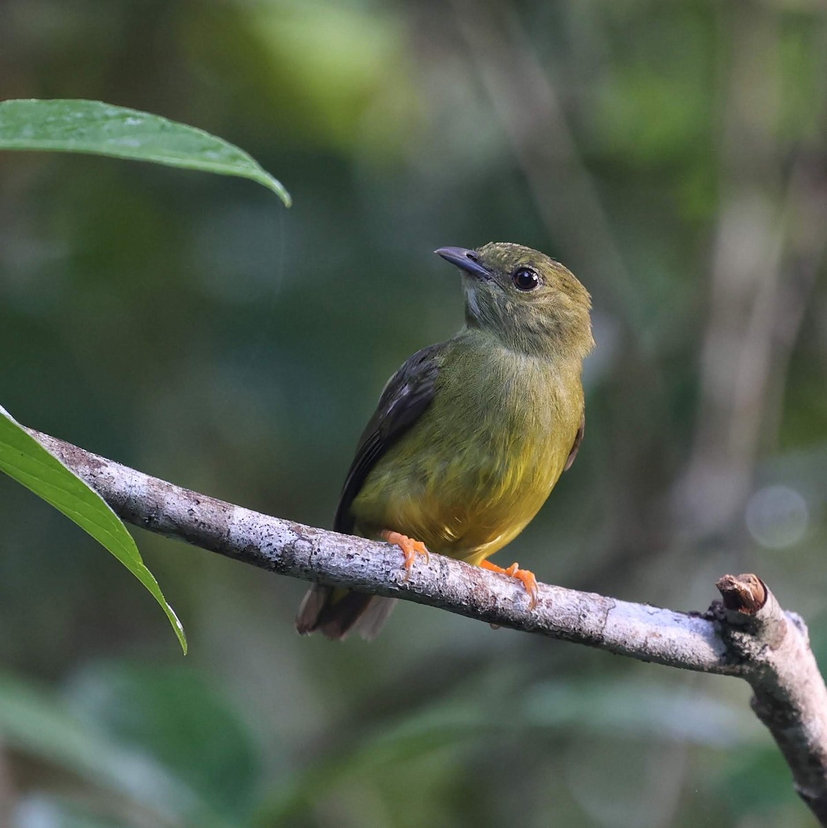 White-collared Manakin - ML646111930