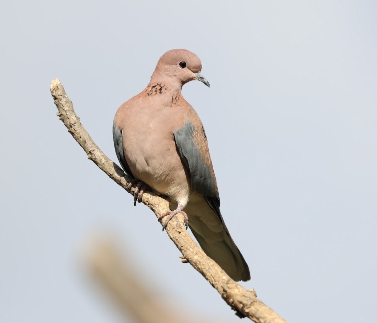 Laughing Dove - ML646111932