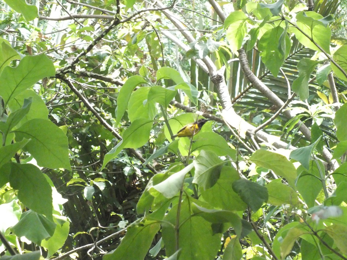 Ornate Sunbird - ML646111934