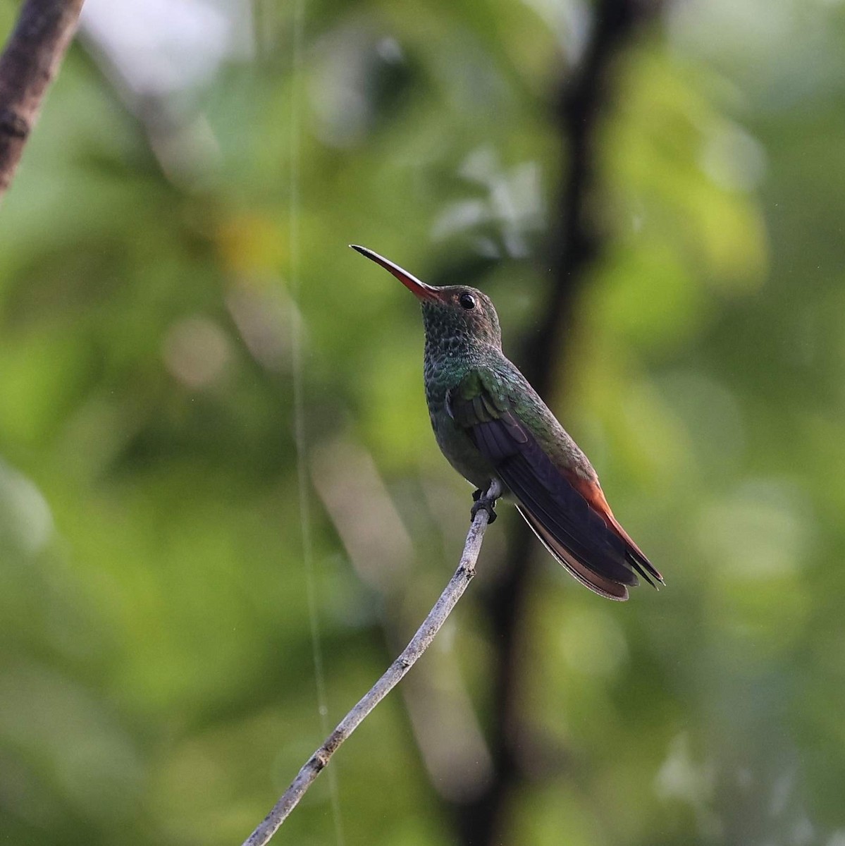 Rufous-tailed Hummingbird (Rufous-tailed) - ML646111935