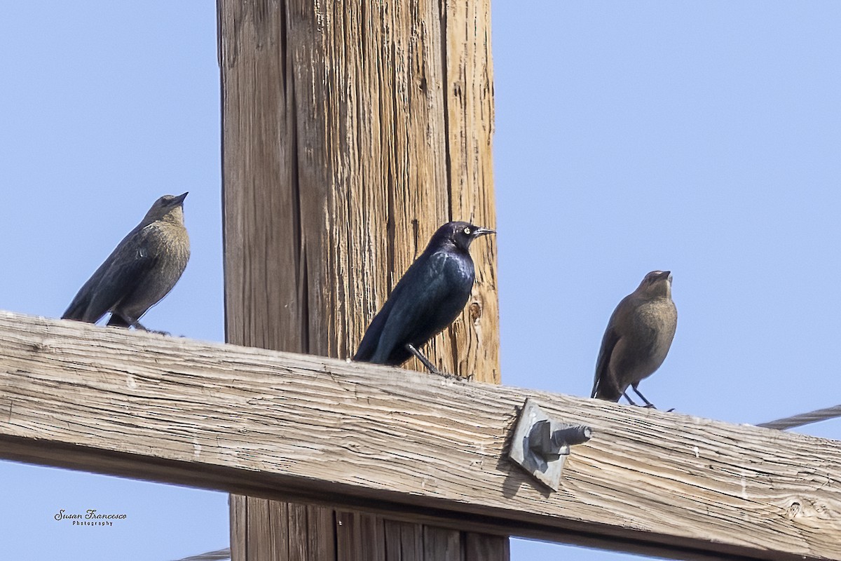 Brewer's Blackbird - ML646111936