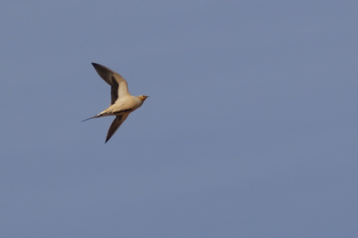 Spotted Sandgrouse - ML646111938